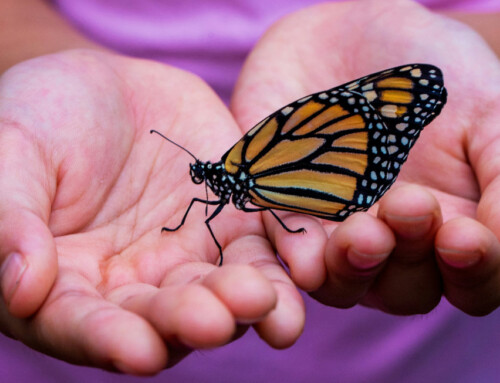 Más allá: más aquí